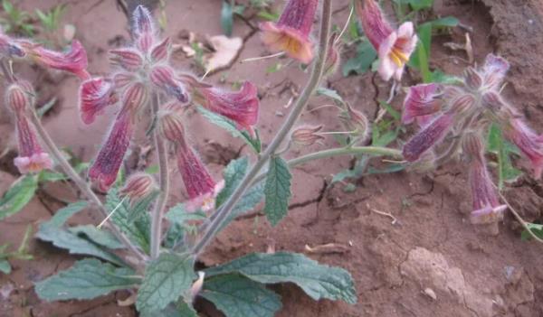 ����S�Lʲô���ӵĈDƬ ����S����Щ��Ч�c����