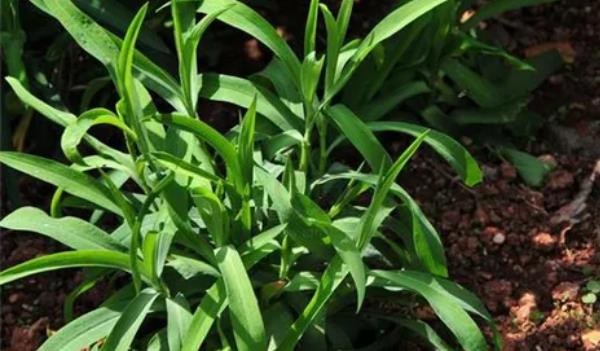 ����Lʲô���ӵĈDƬ �������Щ��Ч�c����