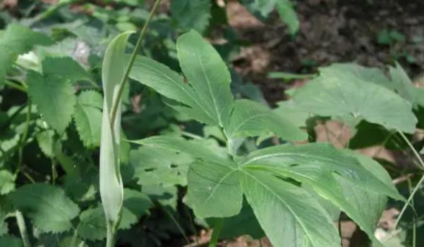 �����Lʲô���ӵĈDƬ ��������Щ��Ч�c����