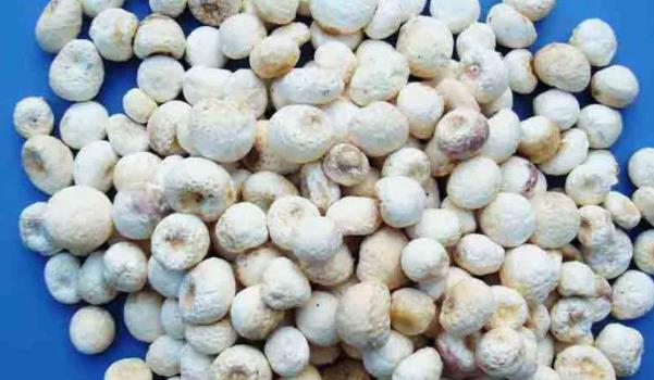 �����Lʲô���ӵĈDƬ ��������Щ��Ч�c����