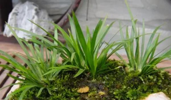 ʯ�����L(zh��ng)ʲô���ӵĈDƬ ʯ��������Щ��Ч�c����