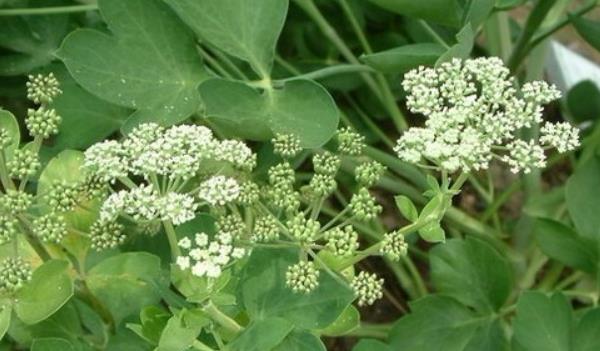 ǰ���Lʲô���ӵĈDƬ ǰ������Щ��Ч�c����