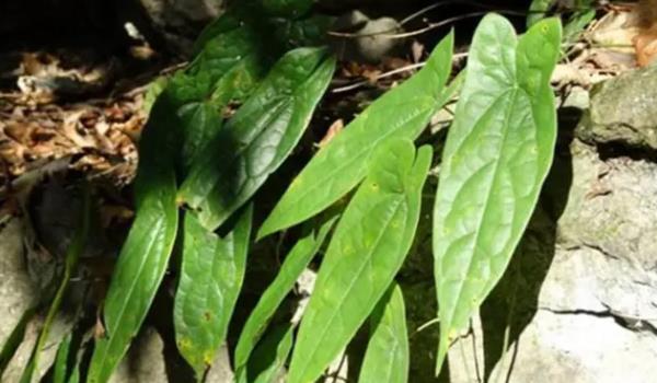 ������Lʲô���ӵĈDƬ ���������Щ��Ч�c����