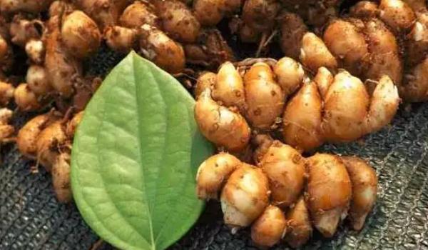 ɳ���Lʲô���ӵĈDƬ ɳ������Щ��Ч�c����