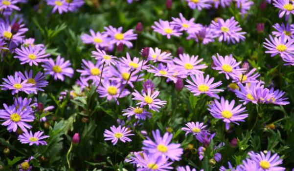 �����Lʲô���ӵĈDƬ ��������Щ��Ч�c����