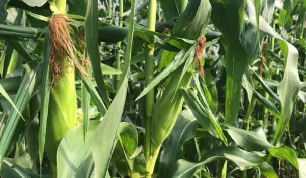 �����Lʲô���ӵĈDƬ ��������Щ��Ч�c����