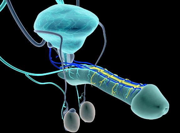 ���ԵĶ�����ʲô���ӵĈDƬ�����������ӵĲ����L(zh��ng)���Ƕ�������