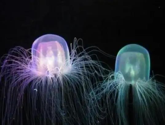 ��������������ˮĸ�����޷�ˮĸ�����������֮�ȶ���һ����