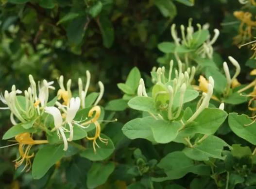 ���y����ҹ߀������һ�Ά᣿���y��ˮ�G��߀���Æ�