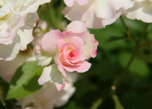 �W���I�������Ȳ��ѻ����Ԇ᣿�Wُ�r��������ѻ��ܷŶ��