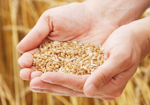 �Zʳ�a(b��)�N�l(f��)�ŵ����������φ᣿�Zʳ�a(b��)�N��һ��ɴΆ�