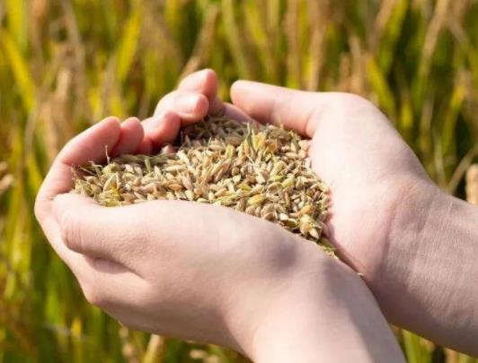 2023��Zʳ�a�N�֎״ΰl�ţ��Zʳ�a�N���~��ô��ԃ