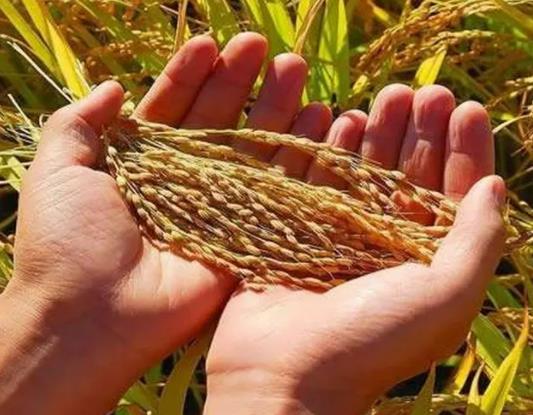 �Zʳ�a�N����ô��ģ��Zʳ�a�N�ǽo�а���߀�Ǹ��N��