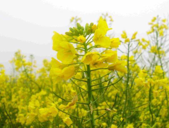 ��Դ�Ͳ˻�������ʲô�r��ȥ��Դ���Ͳ˻���ô����