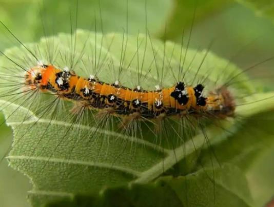 ��ë�x��ʲô�Ǻ��x����ë�x�Ķ����ж��