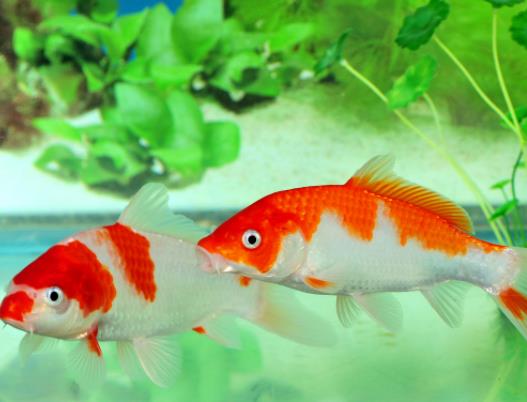 �Lˮ�~�B���~��߀���B�\���ã��Lˮ�~����Ҫ��Õr�g�ȓQ��