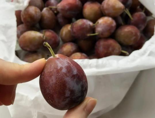 ����÷�ĺ�̎��ʲô����÷�Ǹ���߀�ǵ���ˮ��