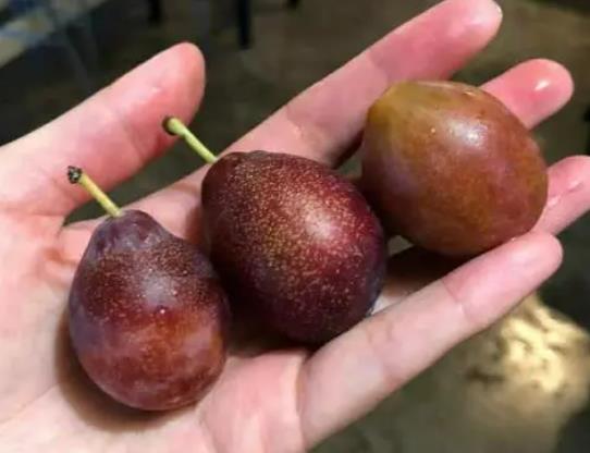 ����÷�ĺ�̎��ʲô����÷�Ǹ���߀�ǵ���ˮ��