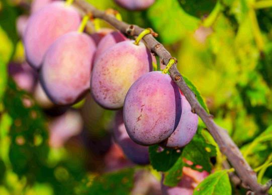 ��÷��Ƥ�İ�˪��ʲô����÷�ѿ�߀�ܳԆ�