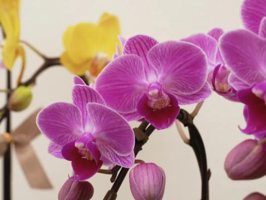 ���ֻ��@�Ļ��ķN�ɫ�ÿ������ֻ��@�Ļ��N�ò����Q�����^�m(x��)�N��