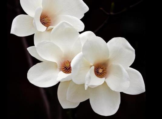 ���ֻ��@�Ļ��|(zh��)����ô�ӣ����ֻ��@�Ļ��Л]�мĳ�Ҫ��ô��