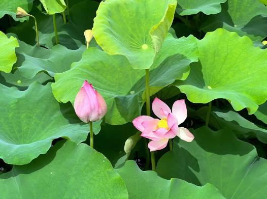 ���������ʲô�ã�2023��������ж���