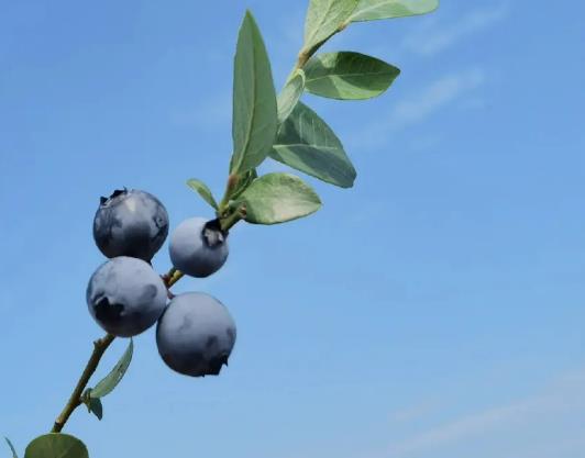 �{ݮ�ű�����ԷŶ�ã��{ݮ�_һ�¾Ϳ����ˆ�