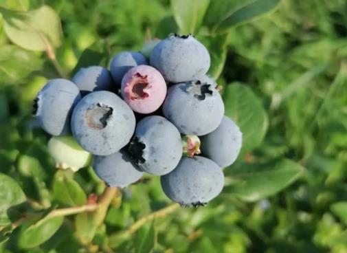 �{ݮ�ű�����ԷŶ�ã��{ݮ�_һ�¾Ϳ����ˆ�