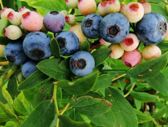 �{ݮ12mm��14mm�Ă����{ݮ����Խ��Խ�Æ�