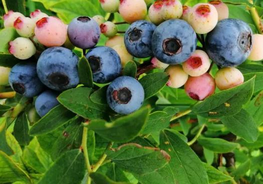 ���{ݮ�����ī�Gɫ��������ʧ�����{ݮ����ʲô��׃�tɫ