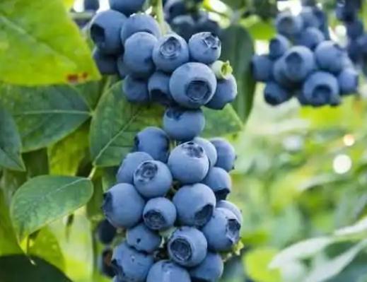 �{ݮ��ô�Ԍ��۾��ã��{ݮ�Զ��˕�����