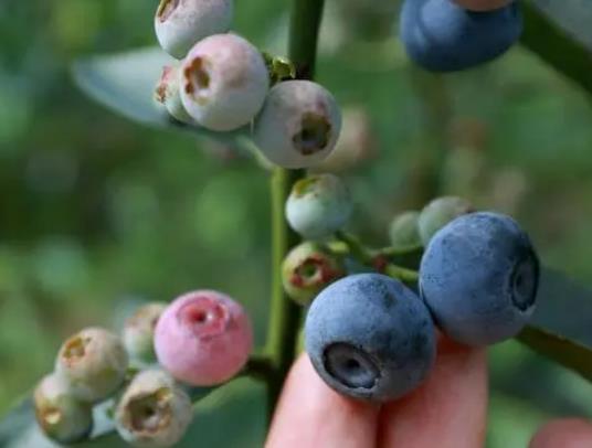 �{ݮܛſſ���ǉĵ��ˆ᣿�{ݮ�ß�ˮϴ���ɫ׃��߀�ܳԆ�