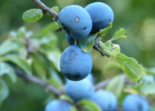 �{ݮ���ß�ˮϴ�᣿�I�����r�{ݮ��ô����