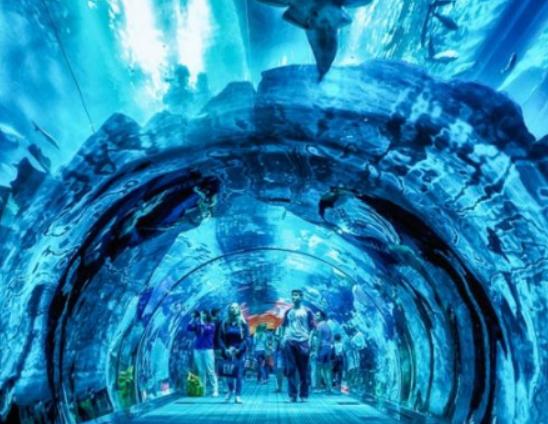 ȫ��ʮ�����^�����������m��Georgia Aquarium���Z�����۷ǳ�����