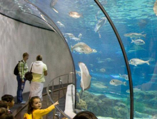 ȫ��ʮ�����^�����������m��Georgia Aquarium���Z�����۷ǳ�����