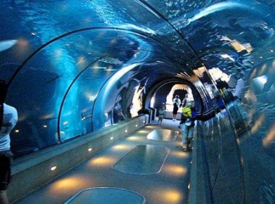 ȫ��ʮ�����^�����������m��Georgia Aquarium���Z�����۷ǳ�����
