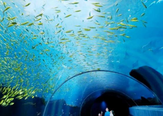 ȫ��ʮ�����^�����������m��Georgia Aquarium���Z�����۷ǳ�����