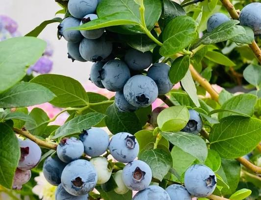 �{ݮһ��Զ��ٺ��m���{ݮե֭�Ĺ�Ч�c����