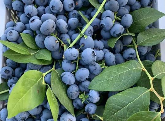 �{ݮһ��Զ��ٺ��m���{ݮե֭�Ĺ�Ч�c����