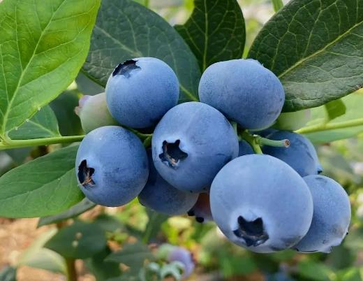 �{ݮһ��Զ��ٺ��m���{ݮե֭�Ĺ�Ч�c����