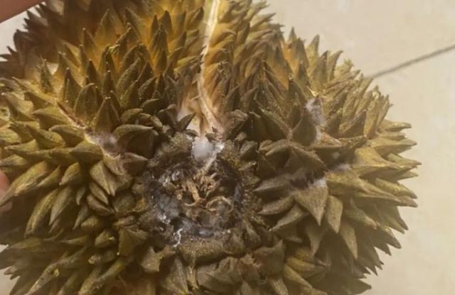 ��ɏ�������ӷŲŕ��� ��ɏ���ְlù���ܳԆ�