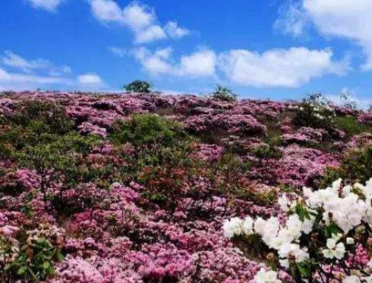 �Ї�����ʮ�󻨺�����������޹�²ݻ����������������׌����_�۽�