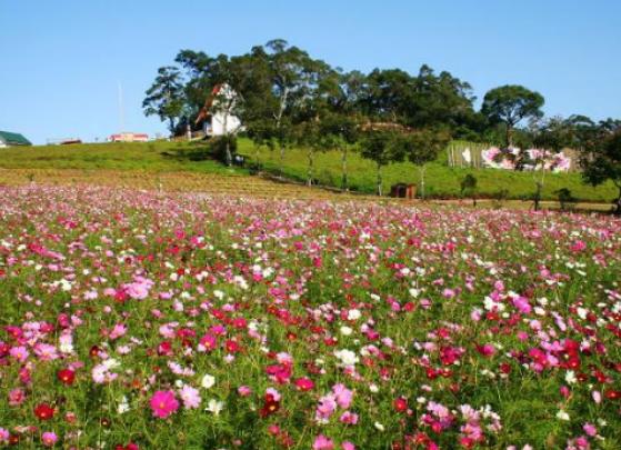 �Ї�����ʮ�󻨺�����������޹�²ݻ����������������׌����_�۽�