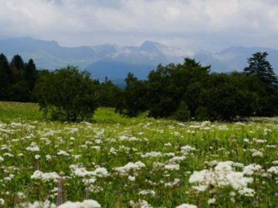 �Ї�����ʮ�󻨺�����������޹�²ݻ����������������׌����_�۽�