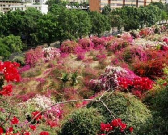 ��֦�������ĵط����]����������ɭ�ֹ��@������������Դ�L(f��ng)���^(q��)�܃�(y��u)��