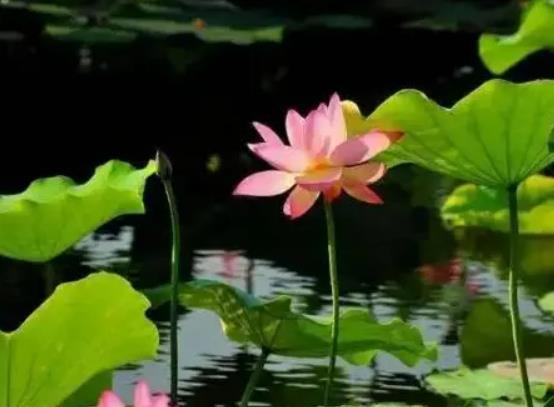 7�·ݳ�ȥ��Ҫע��ʲô��7�·����ε��˶���