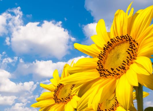 ���տ���ʲô�����^�����տ�����ˮ�B��