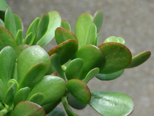 �����B(y��ng)��䌦���w�Æ᣿�����B(y��ng)���������