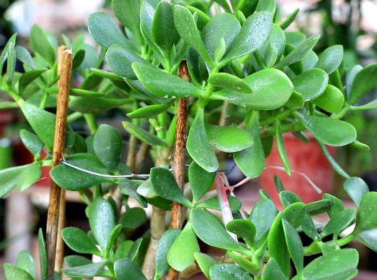 �����B(y��ng)��䌦���w�Æ᣿�����B(y��ng)���������