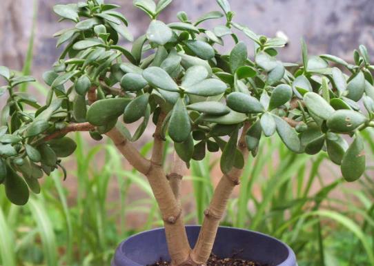 ����ʲô�ط��B(y��ng)���ã����Ǥ������������